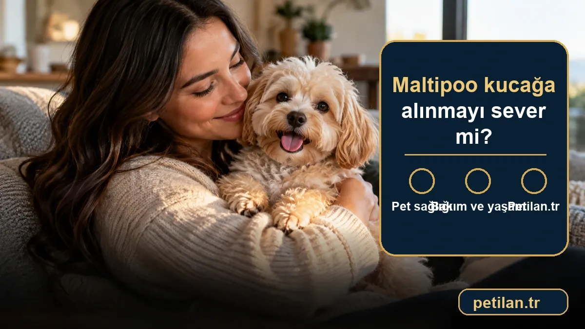 Maltipoo kucağa alınmayı sever mi?