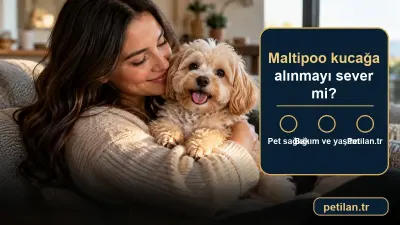 Maltipoo kucağa alınmayı sever mi?