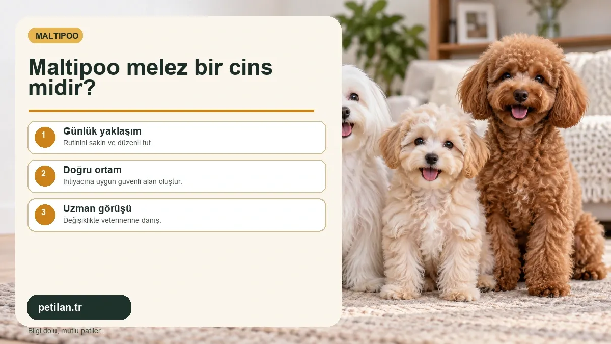 Maltipoo melez bir cins midir?