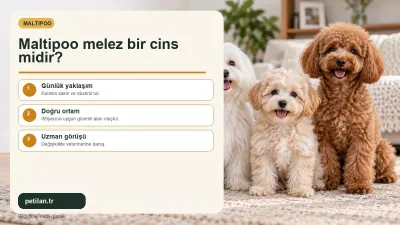 Maltipoo melez bir cins midir?