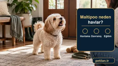 Maltipoo neden havlar?
