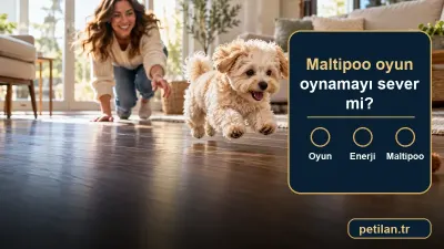 Maltipoo oyun oynamayı sever mi?