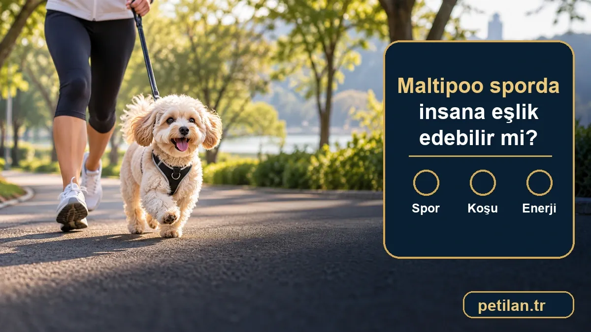 Maltipoo sporda insana eşlik edebilir mi?