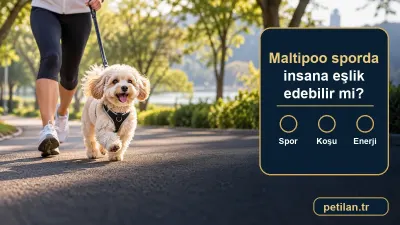 Maltipoo sporda insana eşlik edebilir mi?
