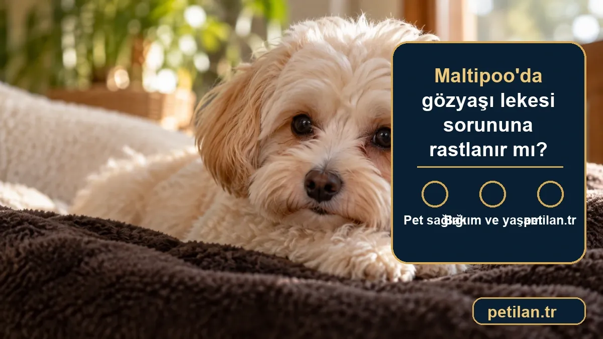 Maltipoo'da gözyaşı lekesi sorununa rastlanır mı?