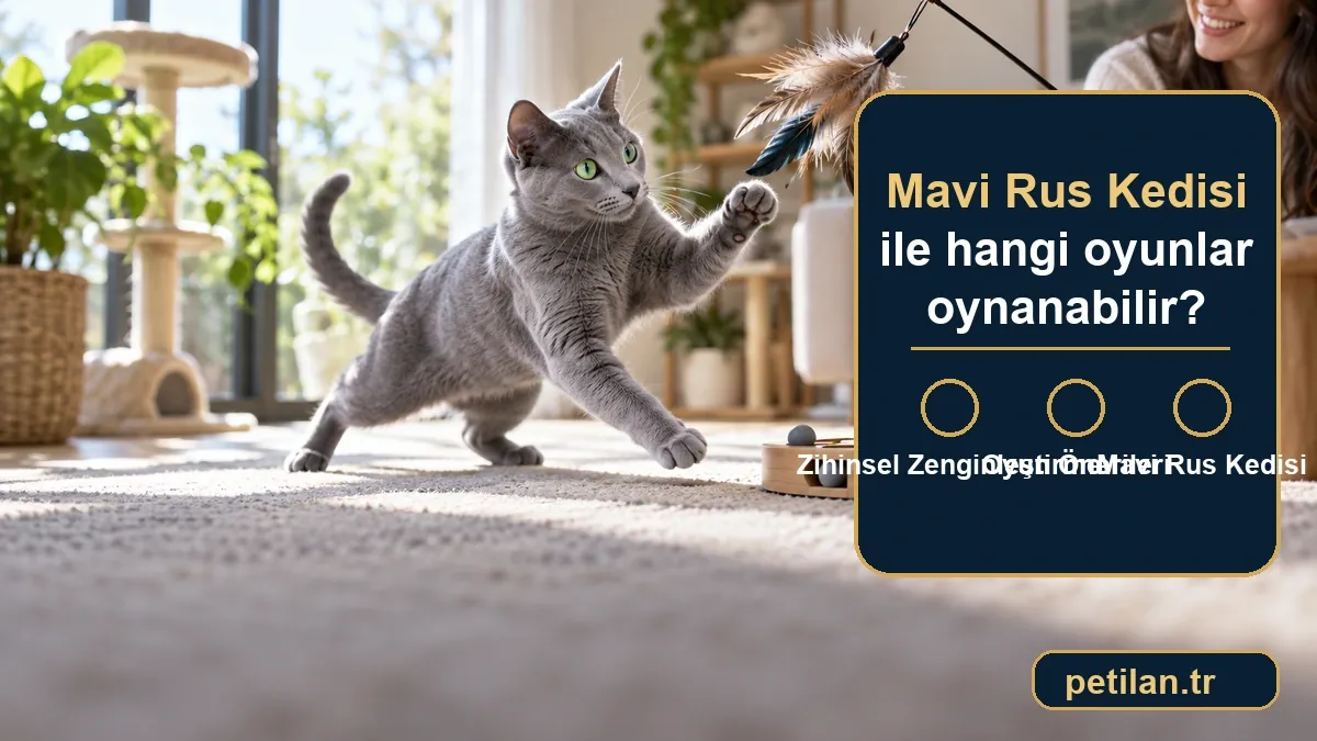 Mavi Rus Kedisi ile hangi oyunlar oynanabilir?