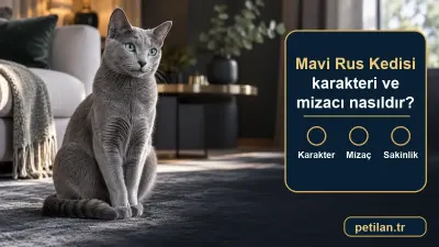 Mavi Rus Kedisi karakteri ve mizacı nasıldır?