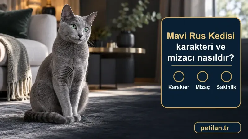 Mavi Rus Kedisi karakteri ve mizacı nasıldır?