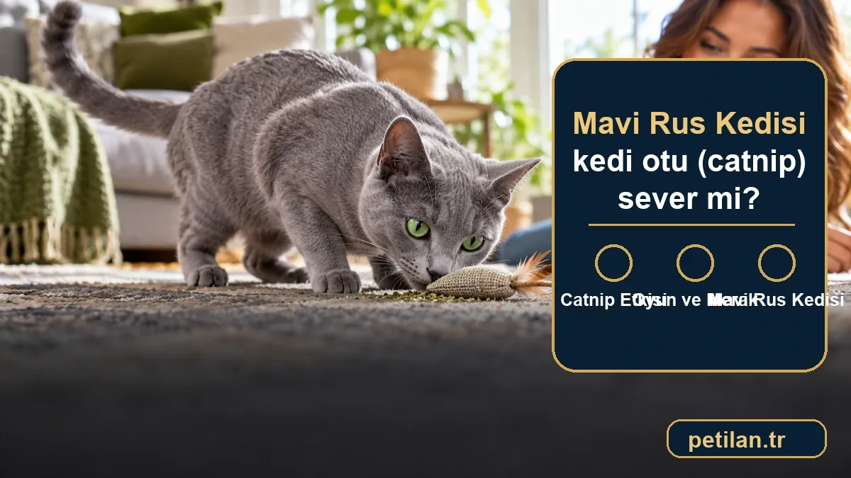 Mavi Rus Kedisi kedi otu (catnip) sever mi?