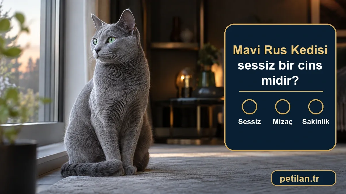 Mavi Rus Kedisi sessiz bir cins midir?