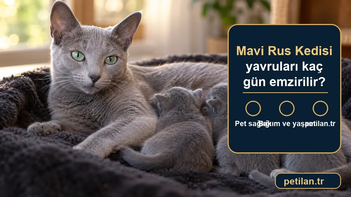 Mavi Rus Kedisi yavruları kaç gün emzirilir?