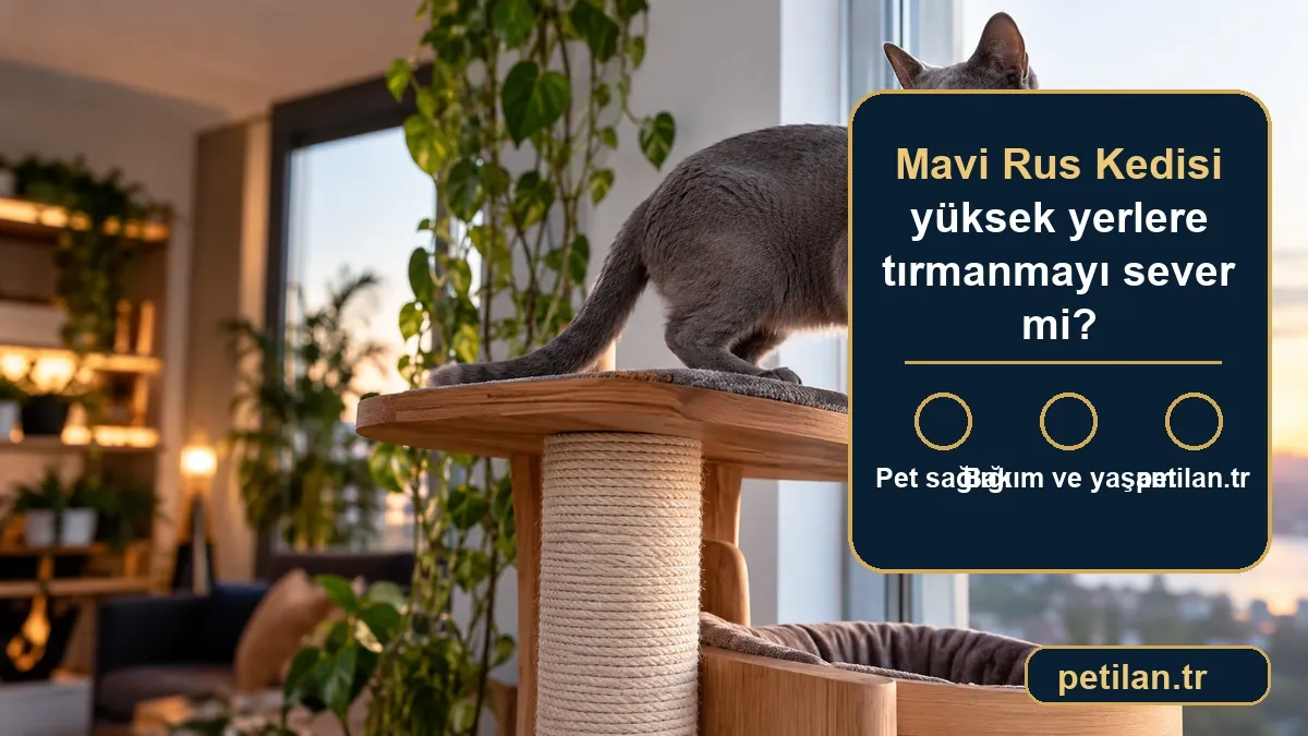 Mavi Rus Kedisi yüksek yerlere tırmanmayı sever mi?