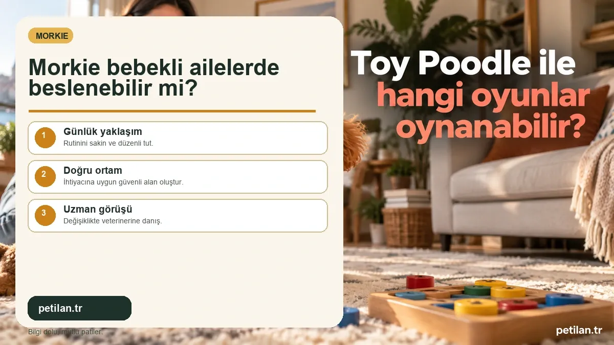 Morkie bebekli ailelerde beslenebilir mi?