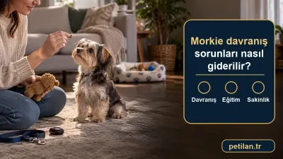 Morkie davranış sorunları nasıl giderilir?