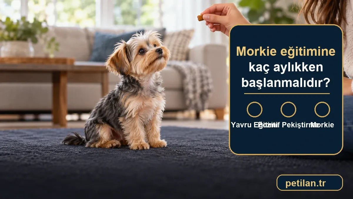 Morkie eğitimine kaç aylıkken başlanmalıdır?