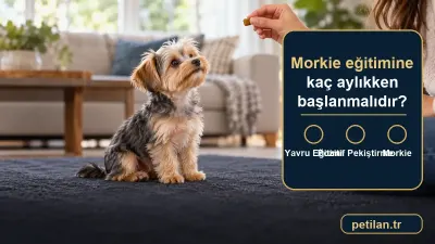 Morkie eğitimine kaç aylıkken başlanmalıdır?