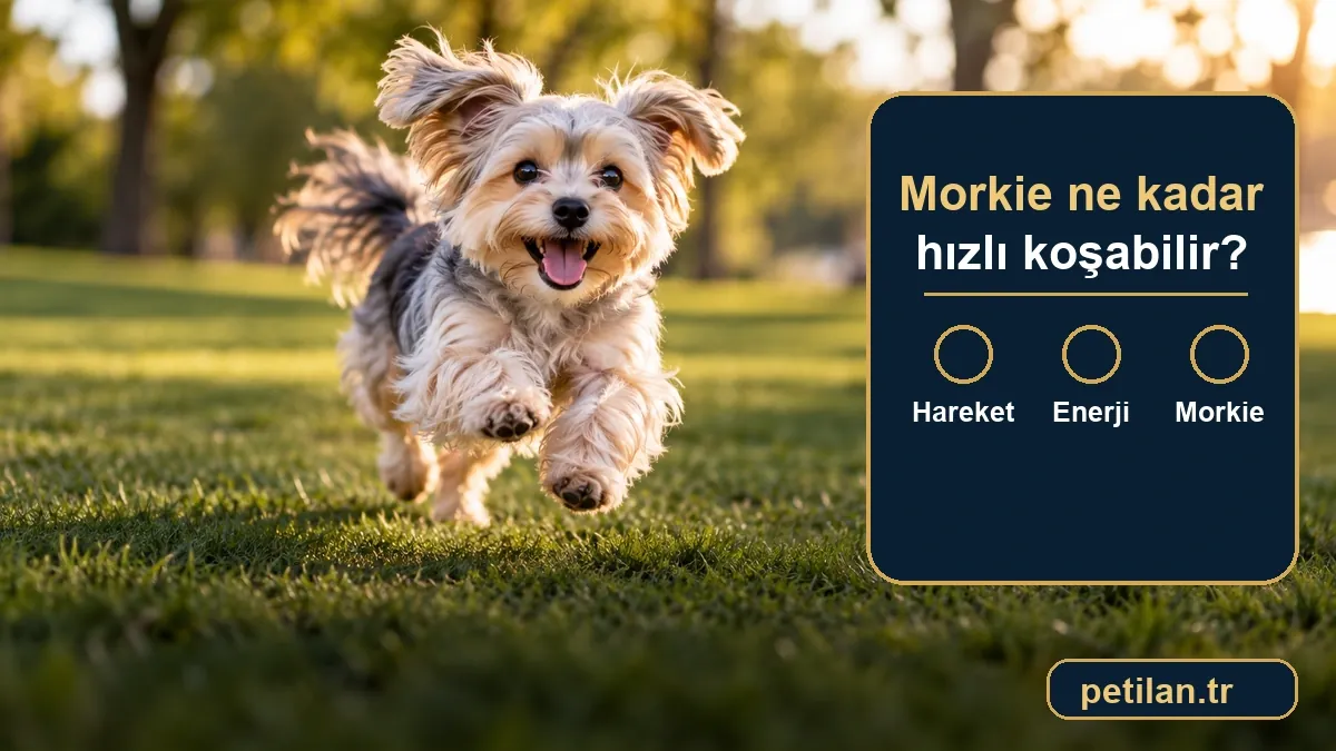 Morkie ne kadar hızlı koşabilir?