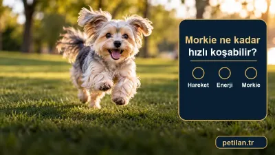 Morkie ne kadar hızlı koşabilir?