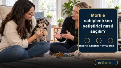 Morkie sahiplenirken yetiştirici nasıl seçilir?