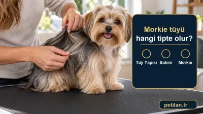 Morkie tüyü hangi tipte olur?