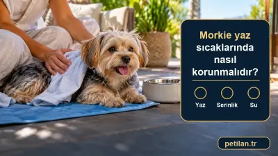 Morkie yaz sıcaklarında nasıl korunmalıdır?