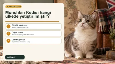 Munchkin Kedisi hangi ülkede yetiştirilmiştir?