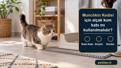 Munchkin Kedisi için alçak kum kabı mı kullanılmalıdır?
