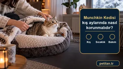 Munchkin Kedisi kış aylarında nasıl korunmalıdır?