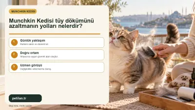 Munchkin Kedisi tüy dökümünü azaltmanın yolları nelerdir?