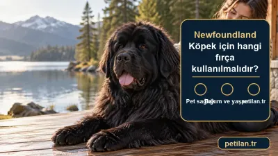 Newfoundland Köpek için hangi fırça kullanılmalıdır?