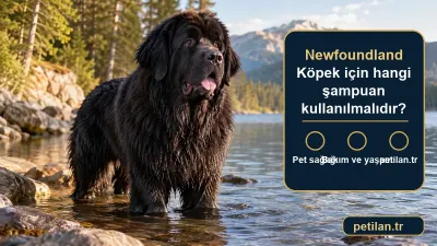 Newfoundland Köpek için hangi şampuan kullanılmalıdır?