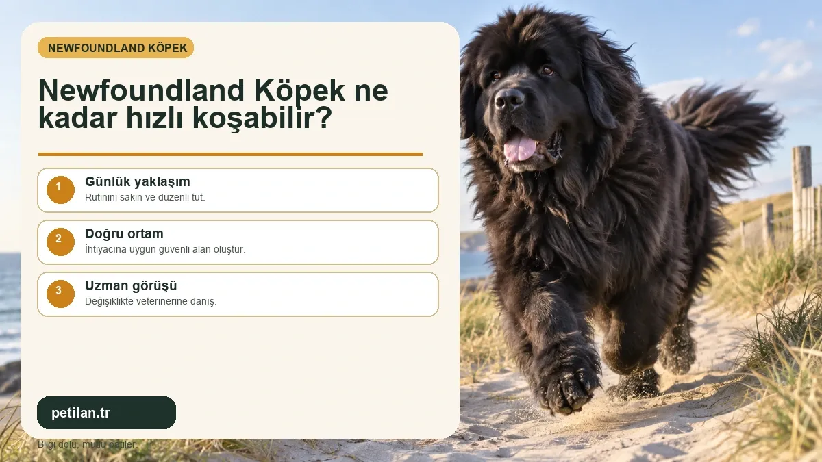 Newfoundland Köpek ne kadar hızlı koşabilir?