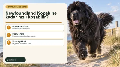 Newfoundland Köpek ne kadar hızlı koşabilir?