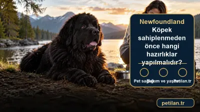 Newfoundland Köpek sahiplenmeden önce hangi hazırlıklar yapılmalıdır?