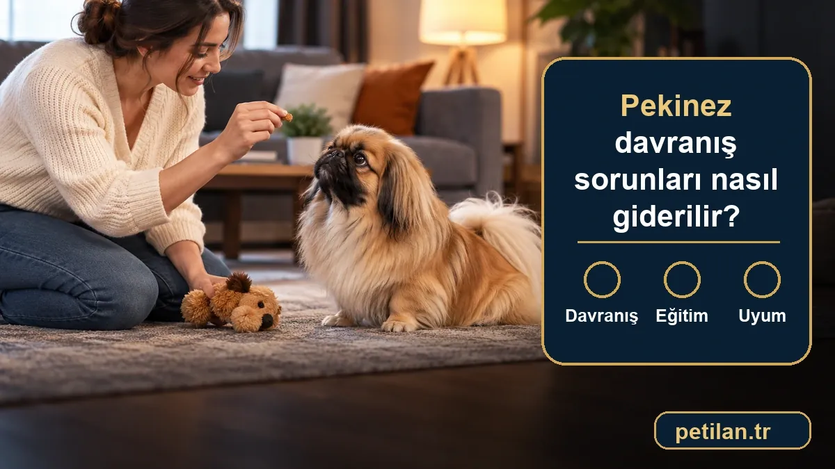 Pekinez davranış sorunları nasıl giderilir?