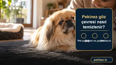 Pekinez göz çevresi nasıl temizlenir?