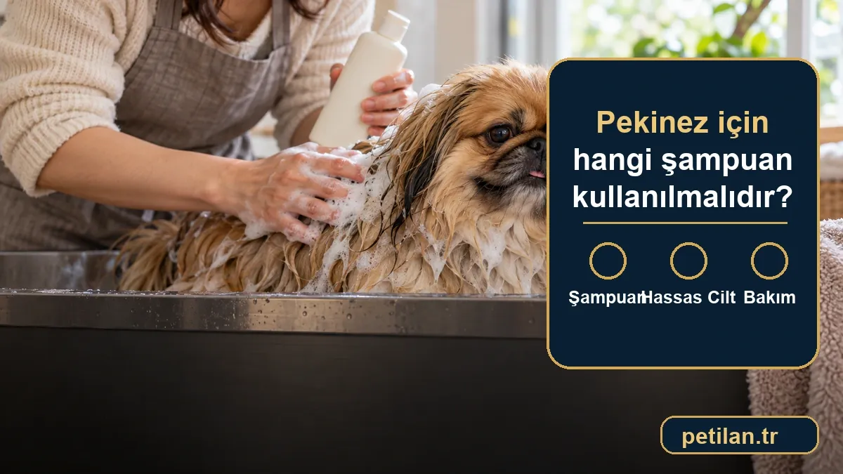 Pekinez için hangi şampuan kullanılmalıdır?