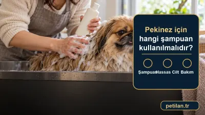 Pekinez için hangi şampuan kullanılmalıdır?