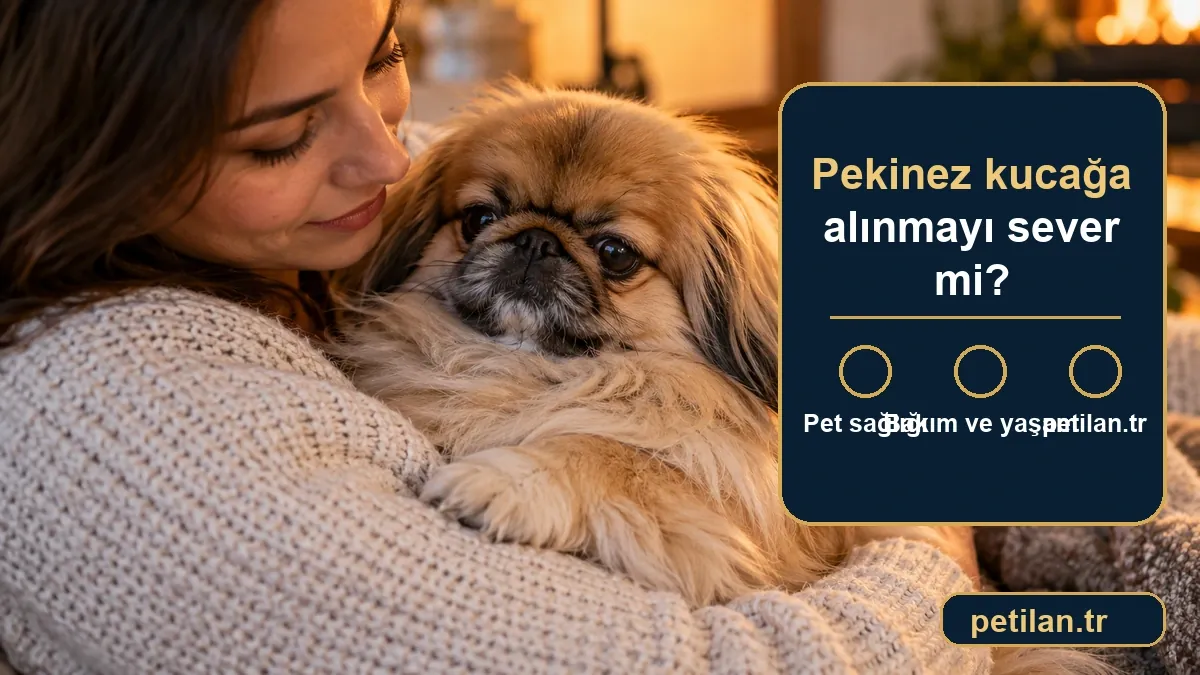 Pekinez kucağa alınmayı sever mi?