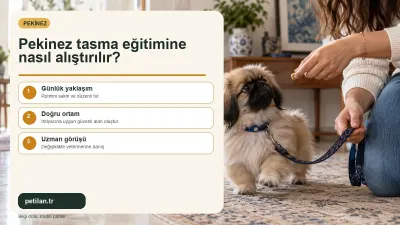 Pekinez tasma eğitimine nasıl alıştırılır?