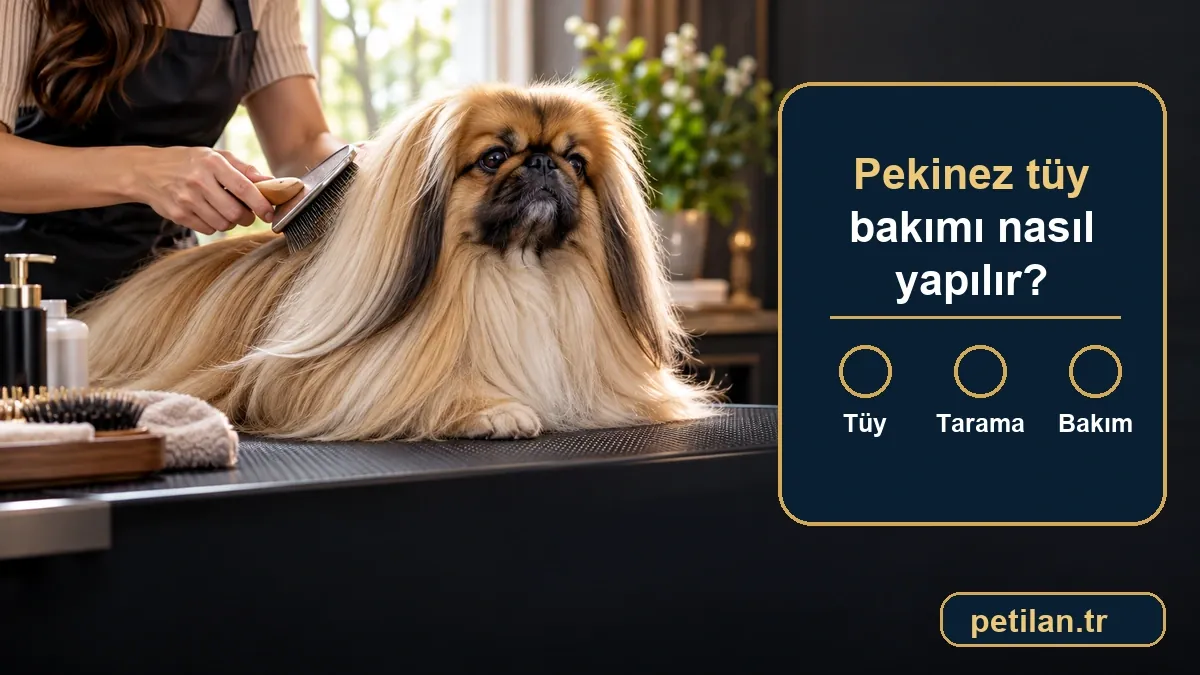 Pekinez tüy bakımı nasıl yapılır?