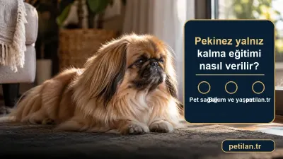 Pekinez yalnız kalma eğitimi nasıl verilir?
