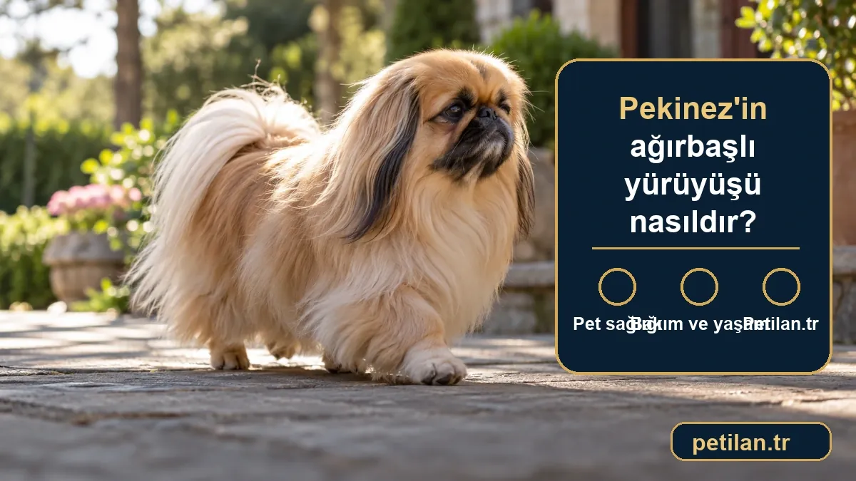 Pekinez'in ağırbaşlı yürüyüşü nasıldır?