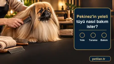 Pekinez'in yeleli tüyü nasıl bakım ister?