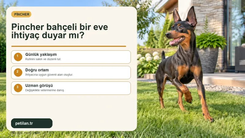 Pincher bahçeli bir eve ihtiyaç duyar mı?