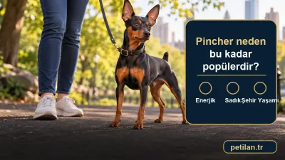 Pincher neden bu kadar popülerdir?