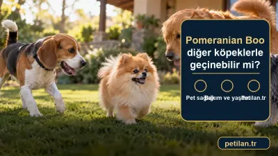 Pomeranian Boo diğer köpeklerle geçinebilir mi?