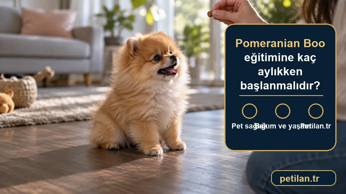 Pomeranian Boo eğitimine kaç aylıkken başlanmalıdır?