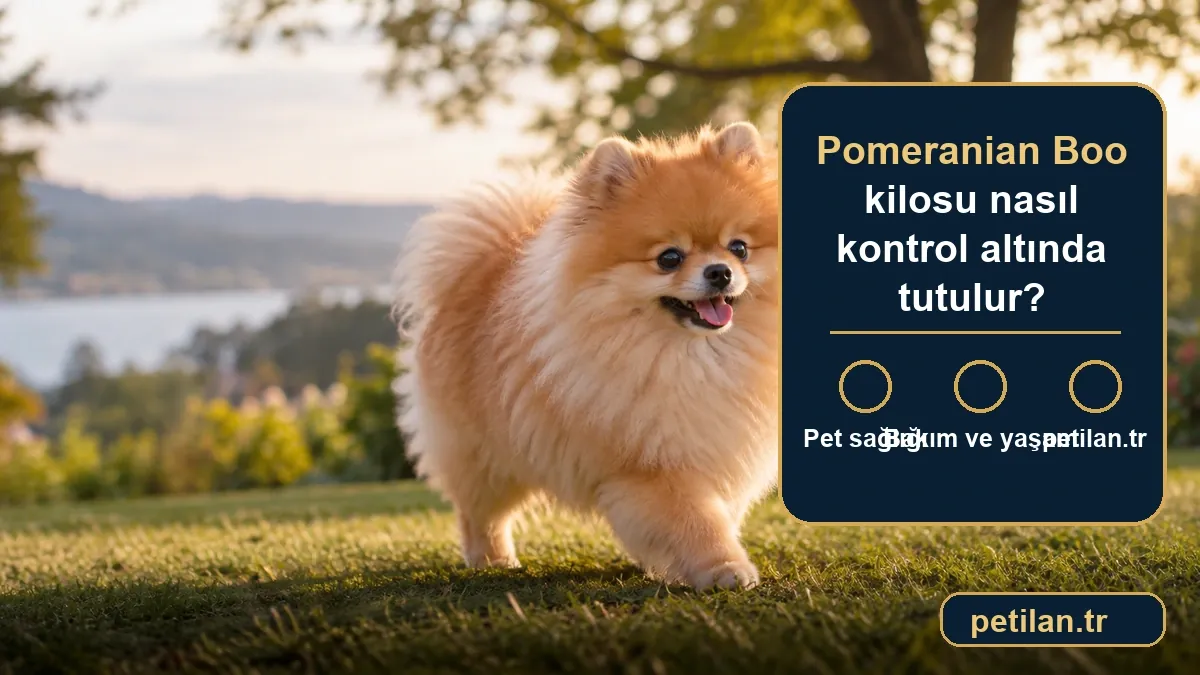 Pomeranian Boo kilosu nasıl kontrol altında tutulur?