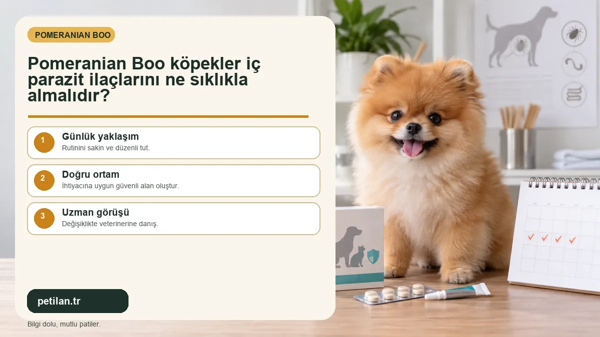 Pomeranian Boo köpekler iç parazit ilaçlarını ne sıklıkla almalıdır?